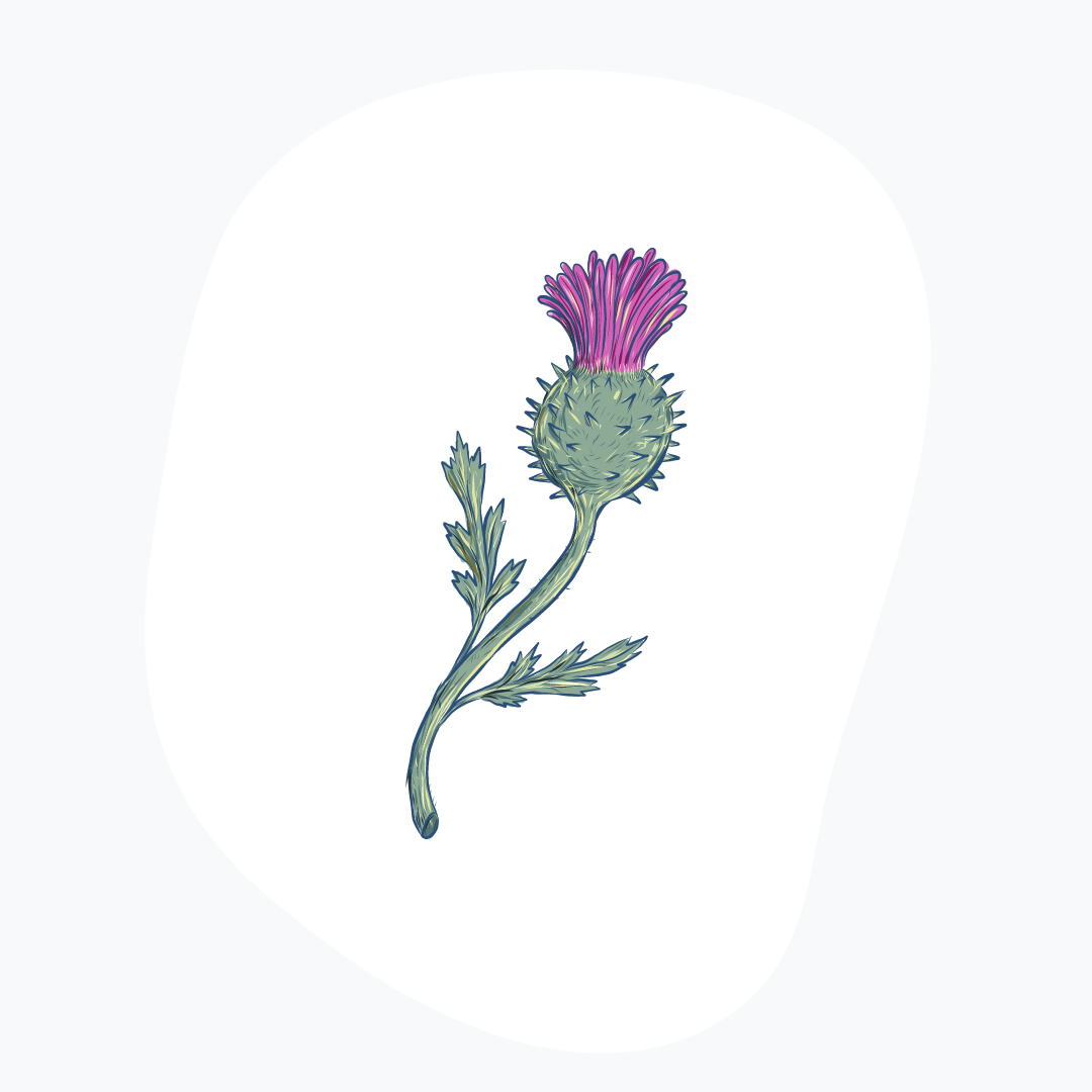 Illustration of our essential material, Cardoon Thistle, displayed on our company page.